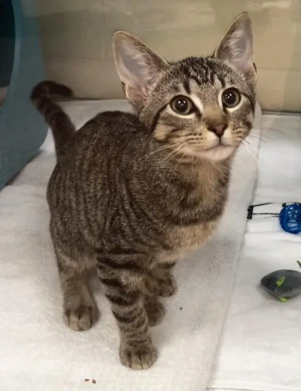 A baby medium-sized male Domestic Short Hair cat named TankAmundo for adoption in Stratham, NH