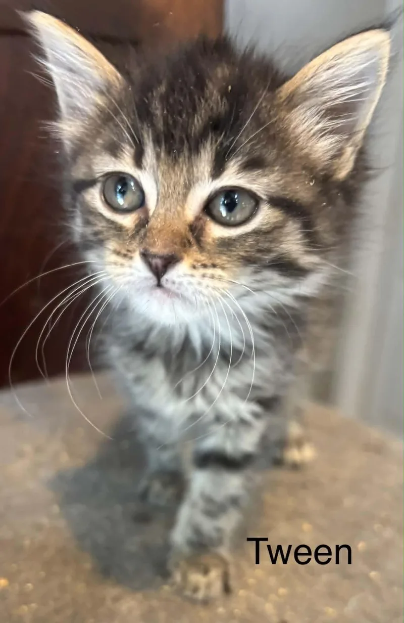 A young small-sized female Domestic Medium Hair cat named Tween for adoption in Randolph, AL