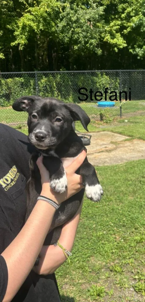 A baby large-sized female Labrador Retriever dog named Stefani for adoption in Cambridge, MD