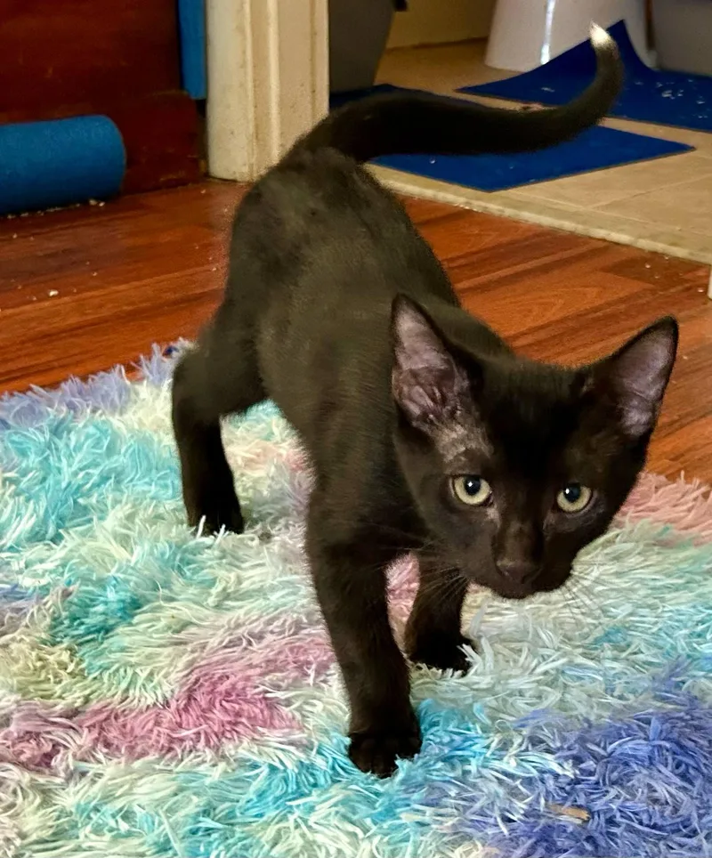 Pinto Bean =^.^= thumbnail 2