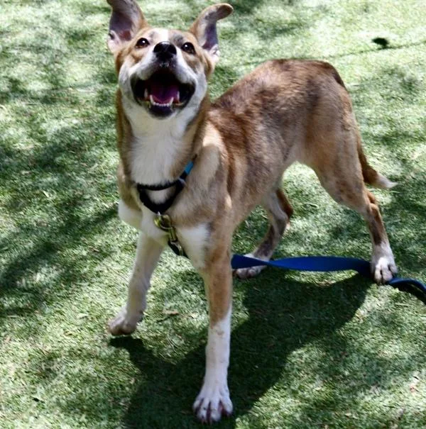 A young medium-sized female Terrier dog named Godzilla for adoption in San Diego, CA