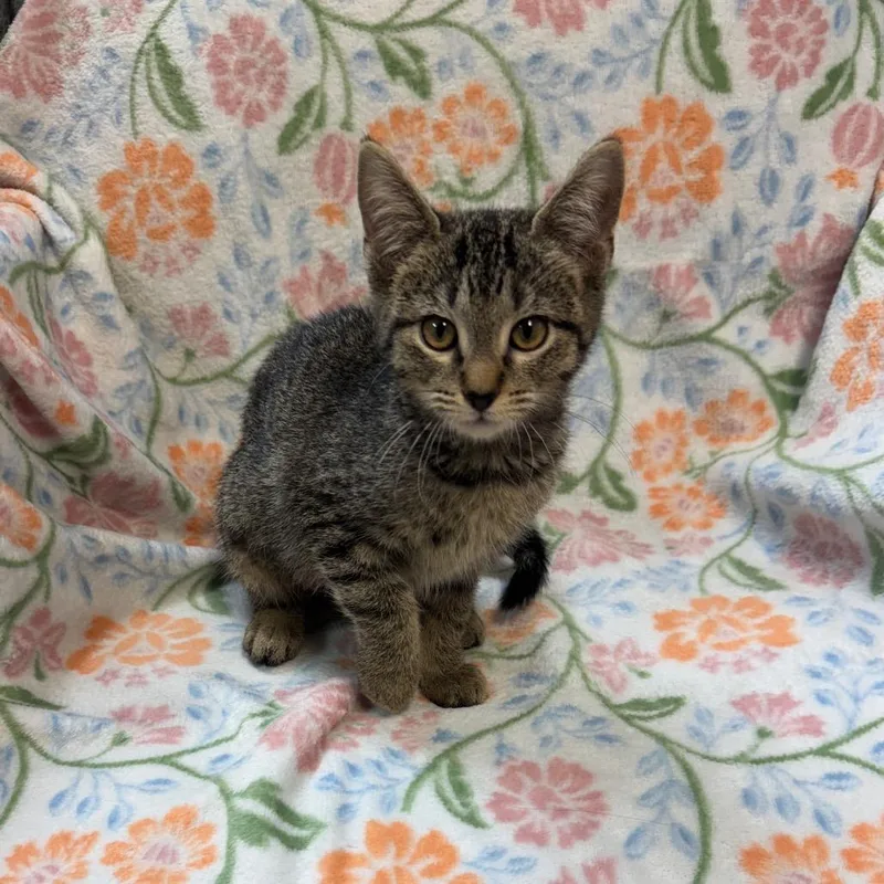 A baby small-sized female Brown / Chocolate Domestic Short Hair cat named Sally for adoption in Kittanning, PA