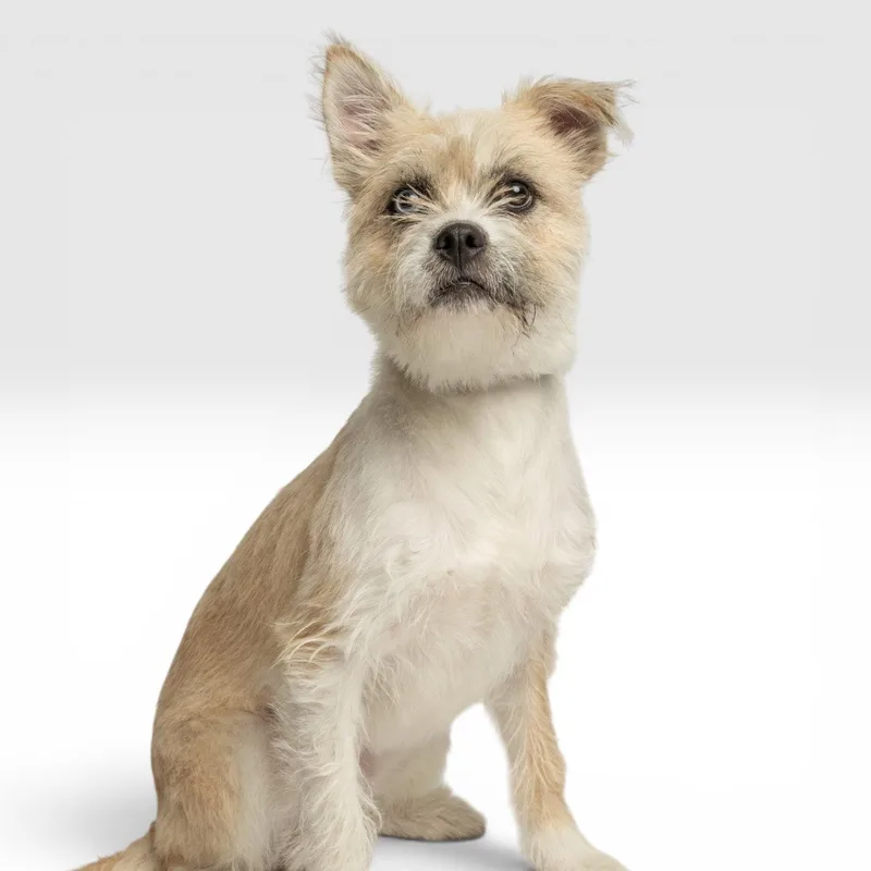 A young small-sized female Border Terrier dog named Daisy for adoption in Richardson, TX