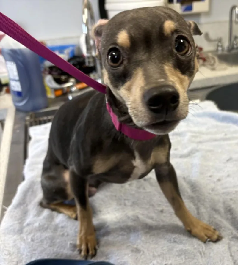 A young small-sized male Chihuahua dog named A for adoption in Olivehurst, CA