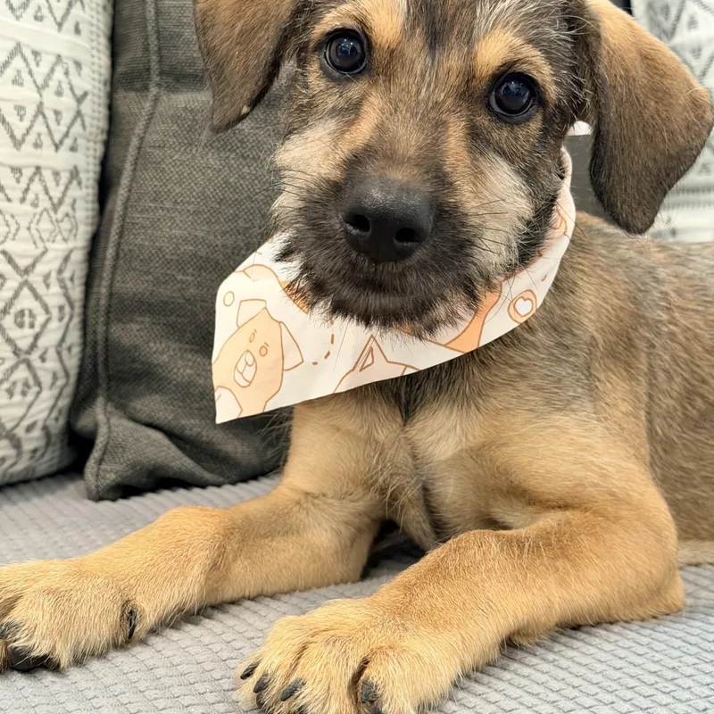 A baby medium-sized male Yellow / Tan / Blond / Fawn Border Terrier dog named Jack scruffy and cuddly for adoption in Lake Forest, IL