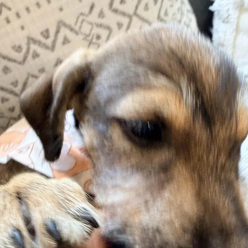 Jack scruffy and cuddly thumbnail 5