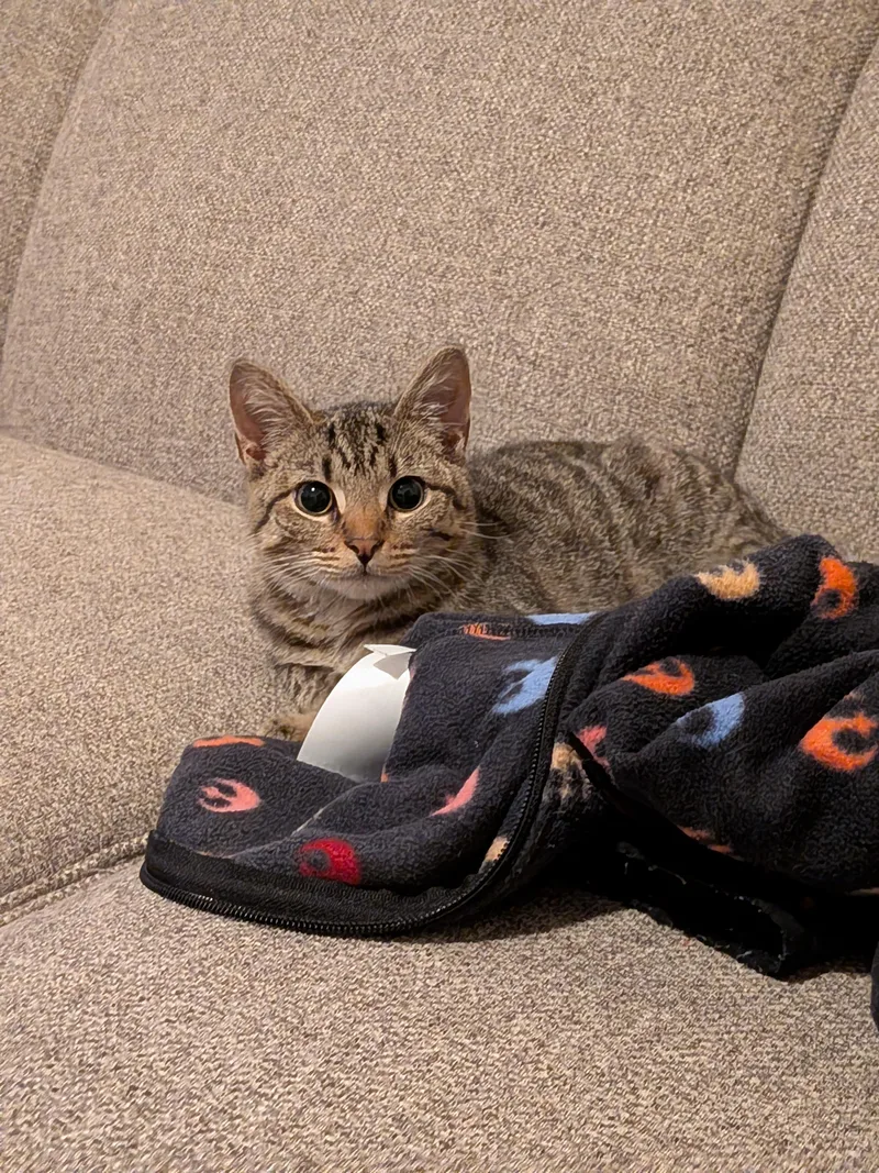 A young small-sized male Tabby (Gray / Blue / Silver) Domestic Short Hair cat named Wendell for adoption in Bayonne, NJ