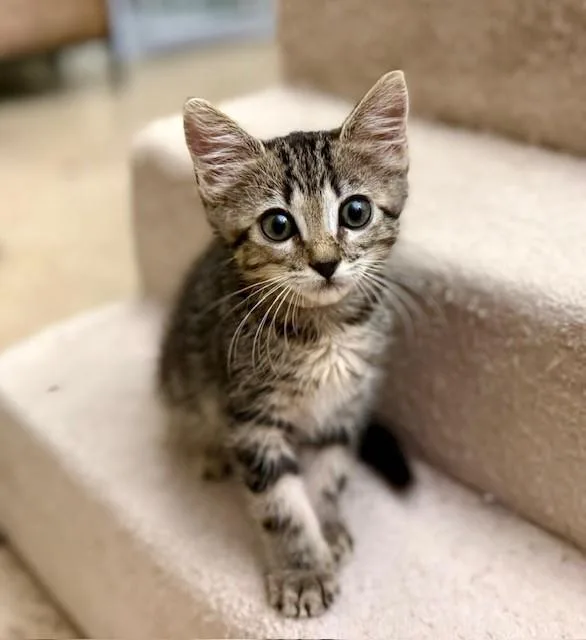 A baby small-sized female Domestic Short Hair cat named Boo White Collar for adoption in Tustin, CA