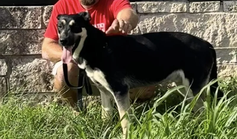 A young large-sized male Bicolor Shepherd dog named Nash for adoption in San Antonio, TX