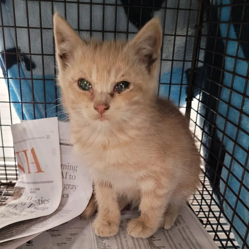 A baby small-sized male Orange / Red Domestic Short Hair cat named Dylan McDillon for adoption in Los Angeles, CA