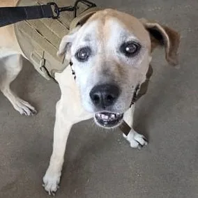A senior large-sized female Apricot / Beige Mixed Breed dog named Bella for adoption in Fernandina Beach, FL