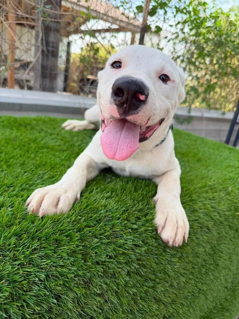 A baby large-sized male White / Cream Labrador Retriever dog named Rollo for adoption in Sharon, CT