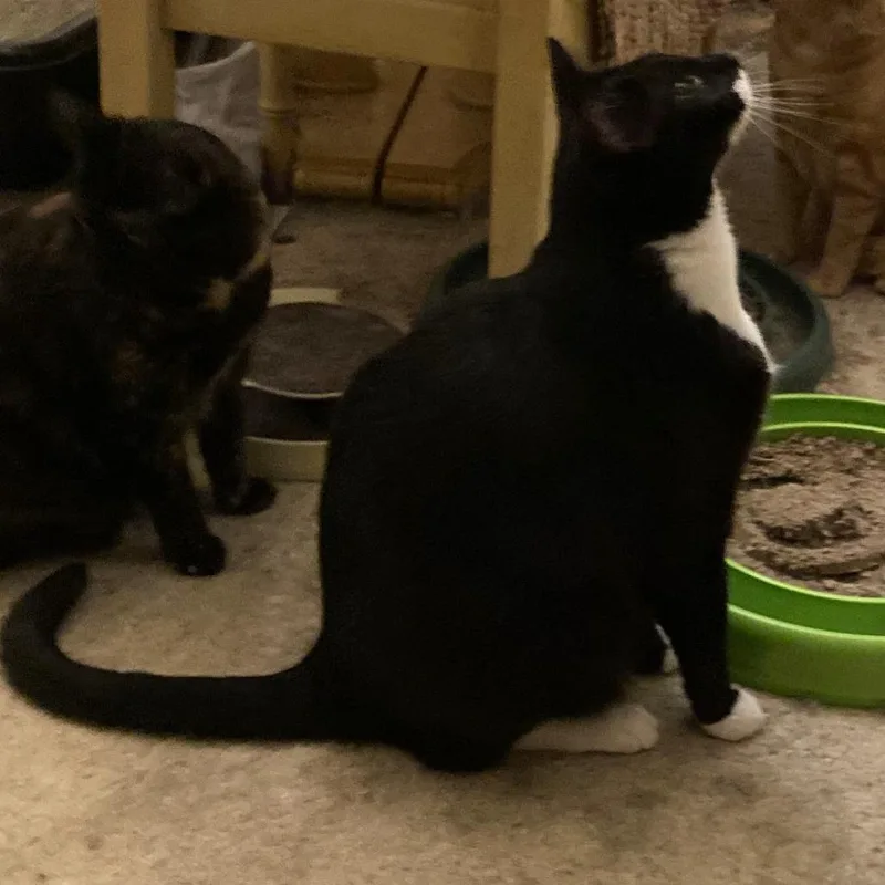 A senior small-sized male Black Domestic Short Hair cat named Guinesse for adoption in Abingdon, MD