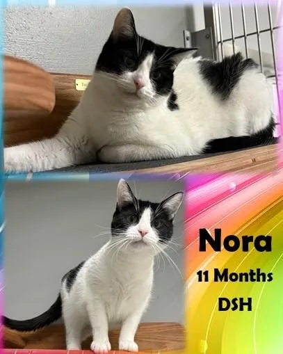 An adult medium-sized female Black Domestic Short Hair cat named Nora for adoption in Franklin, IN