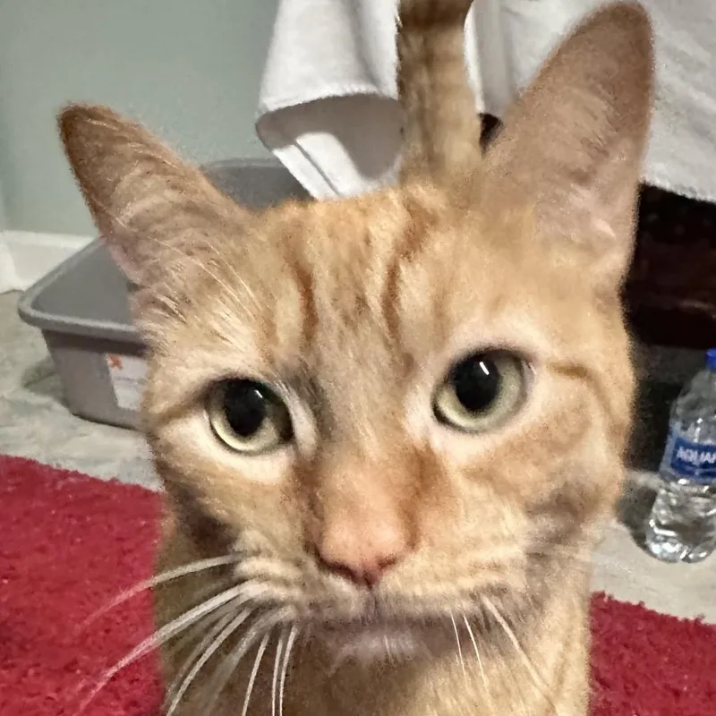 An adult small-sized male Orange / Red Domestic Short Hair cat named Jax Williams for adoption in Merrifield, VA