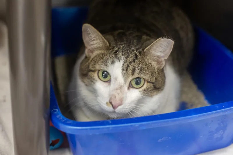 An adult medium-sized female Domestic Short Hair cat named Star for adoption in Mountain Home, AR