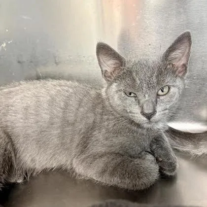 A baby medium-sized male Domestic Short Hair cat named Zataar for adoption in West Chester, PA