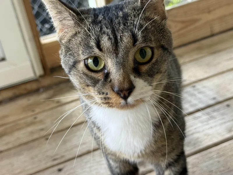 A young medium-sized male Tabby (Brown / Chocolate) Domestic Short Hair cat named Cosmos for adoption in Anderson, IN