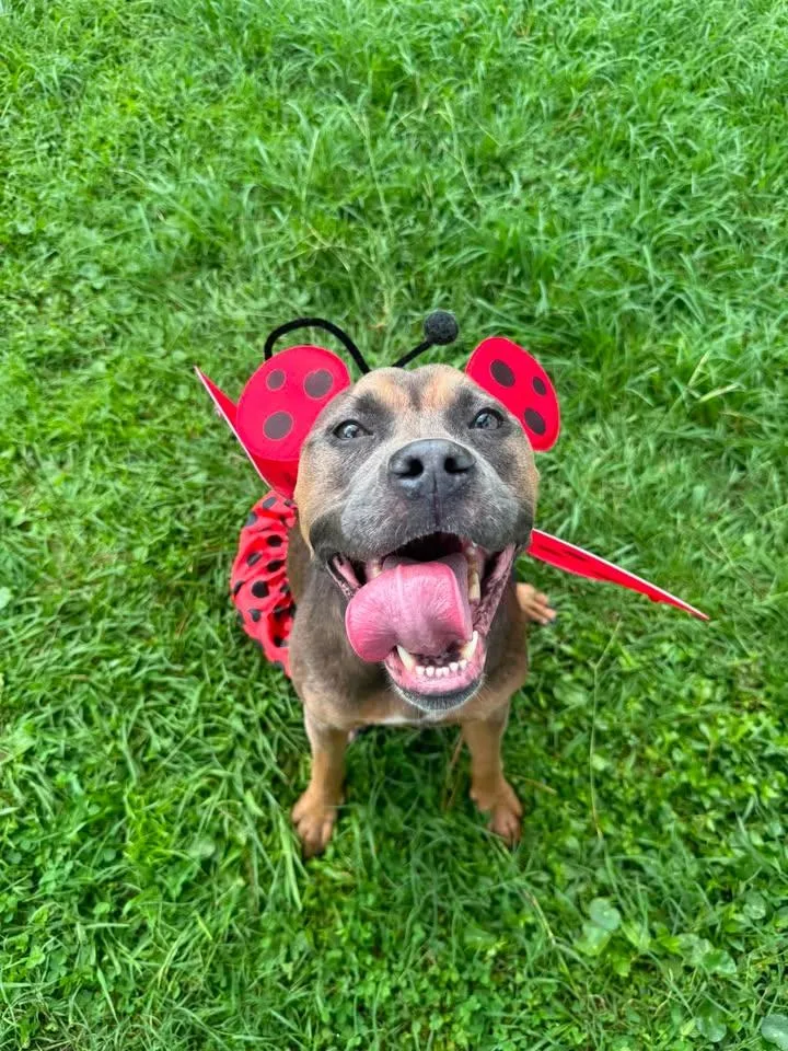 An adult medium-sized female Gray / Blue / Silver Terrier dog named Ladybug for adoption in Wilmington, NC