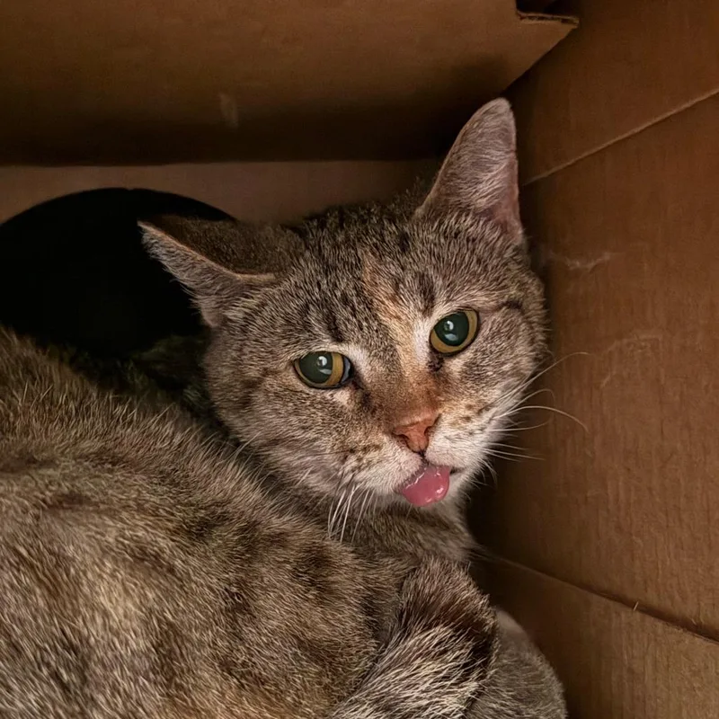 An adult medium-sized female Torbie Domestic Short Hair cat named Lottie for adoption in Saint Charles, MO