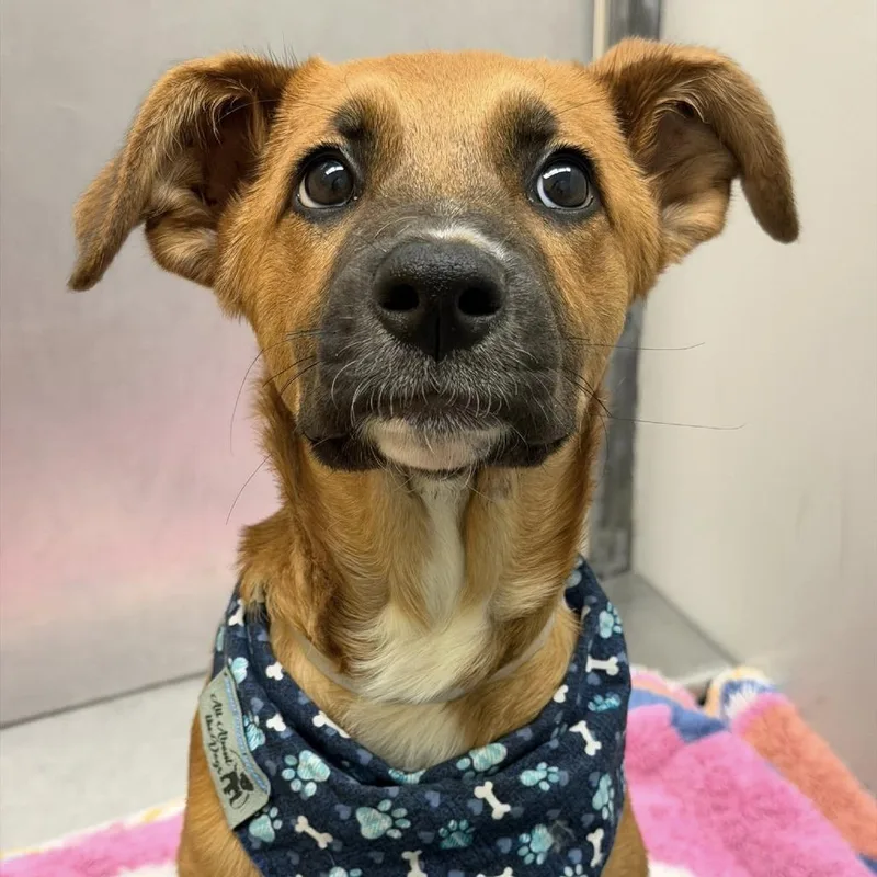 A baby small-sized female Yellow / Tan / Blond / Fawn American Staffordshire Terrier dog named Carol for adoption in Pittsburgh, PA