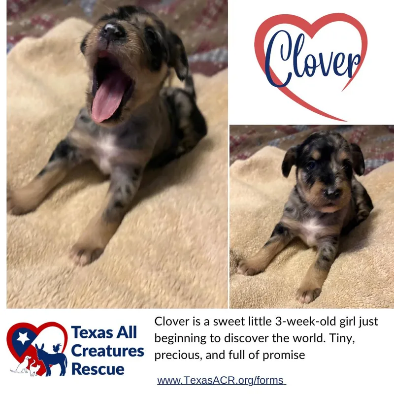 A baby medium-sized female Terrier dog named Clover for adoption in Alvarado, TX