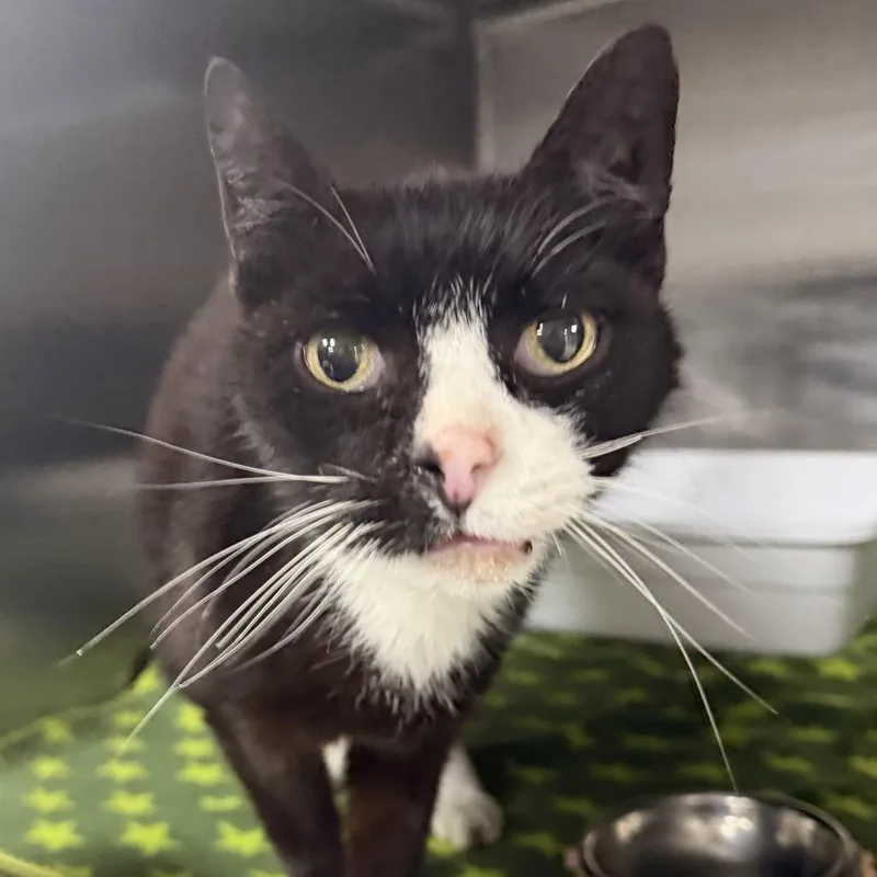 A senior medium-sized male Black Domestic Short Hair cat named Gobstopper for adoption in Marion, VA