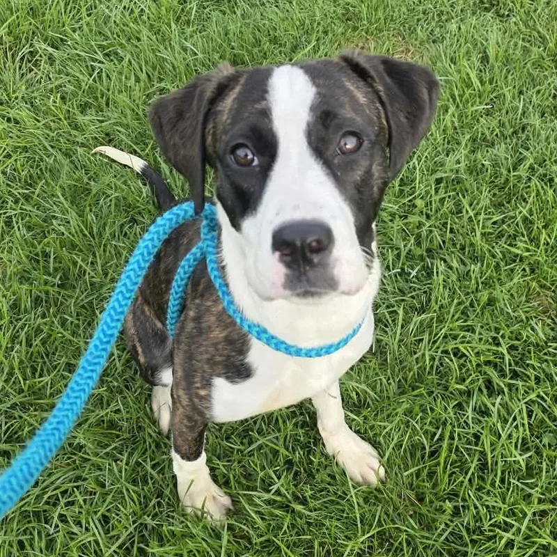 A young medium-sized female Terrier dog named Margot for adoption in North Syracuse, NY