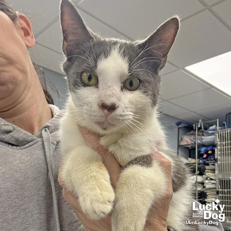 Sneakers thumbnail 2