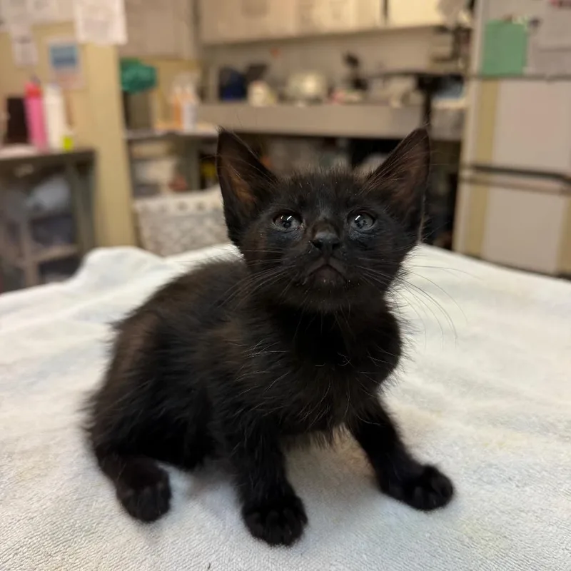 String Cheese thumbnail 2