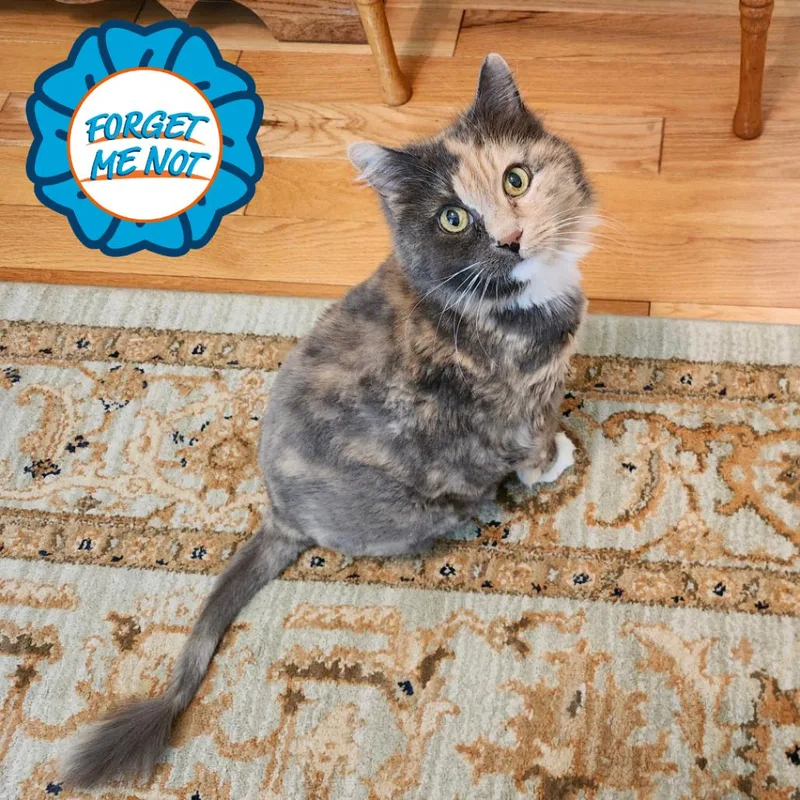 A senior large-sized female Calico Domestic Long Hair cat named Manny for adoption in Baltimore, MD