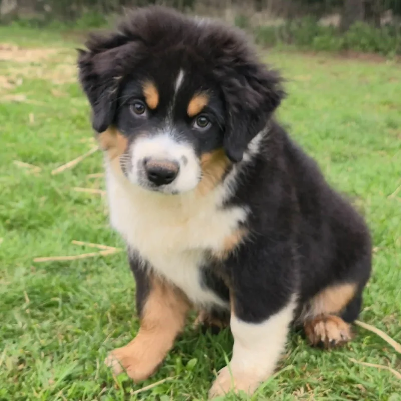 Charming Chomsky thumbnail 2