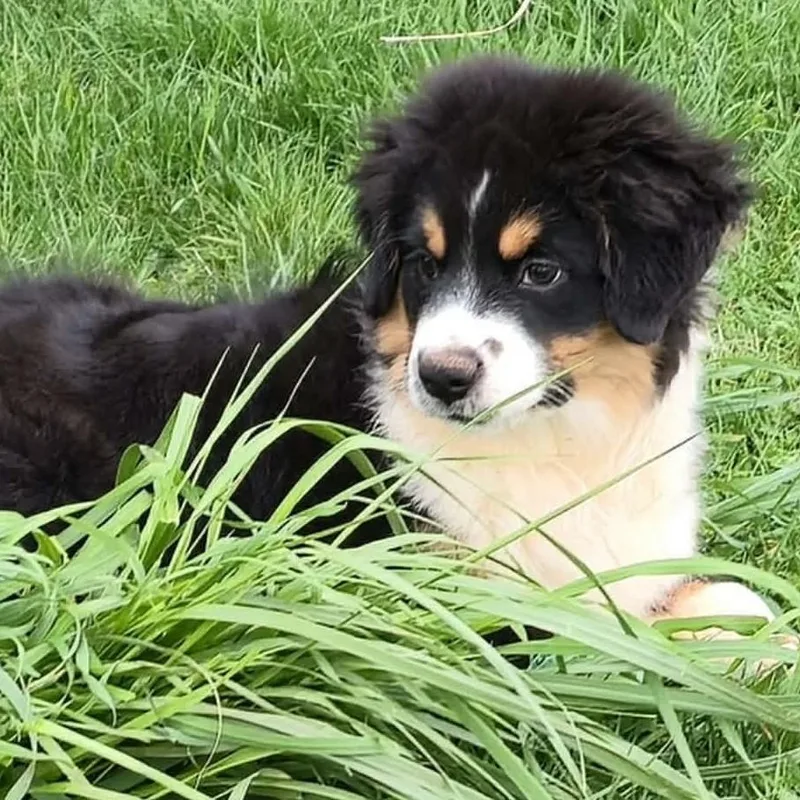 Charming Chomsky thumbnail 3