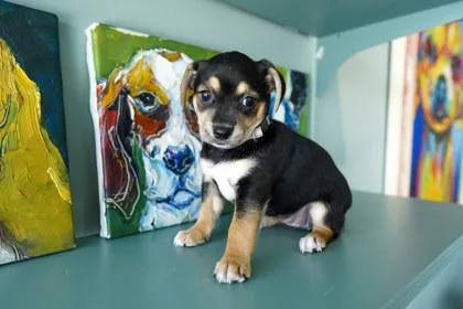 A baby small-sized female Rat Terrier dog named Yiayia for adoption in San Antonio, TX
