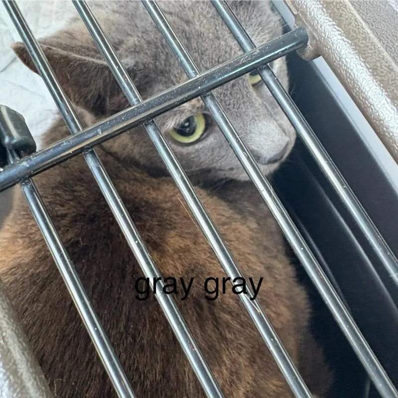 An adult medium-sized female Tortoiseshell Domestic Short Hair cat named Jean Gray for adoption in Fairfax Station, VA