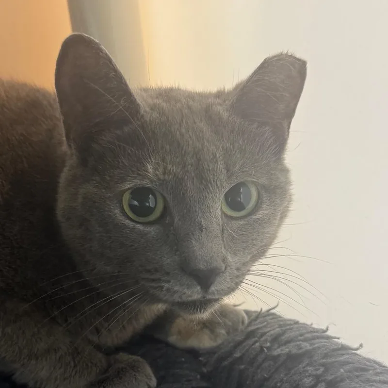 Jean Gray thumbnail 2