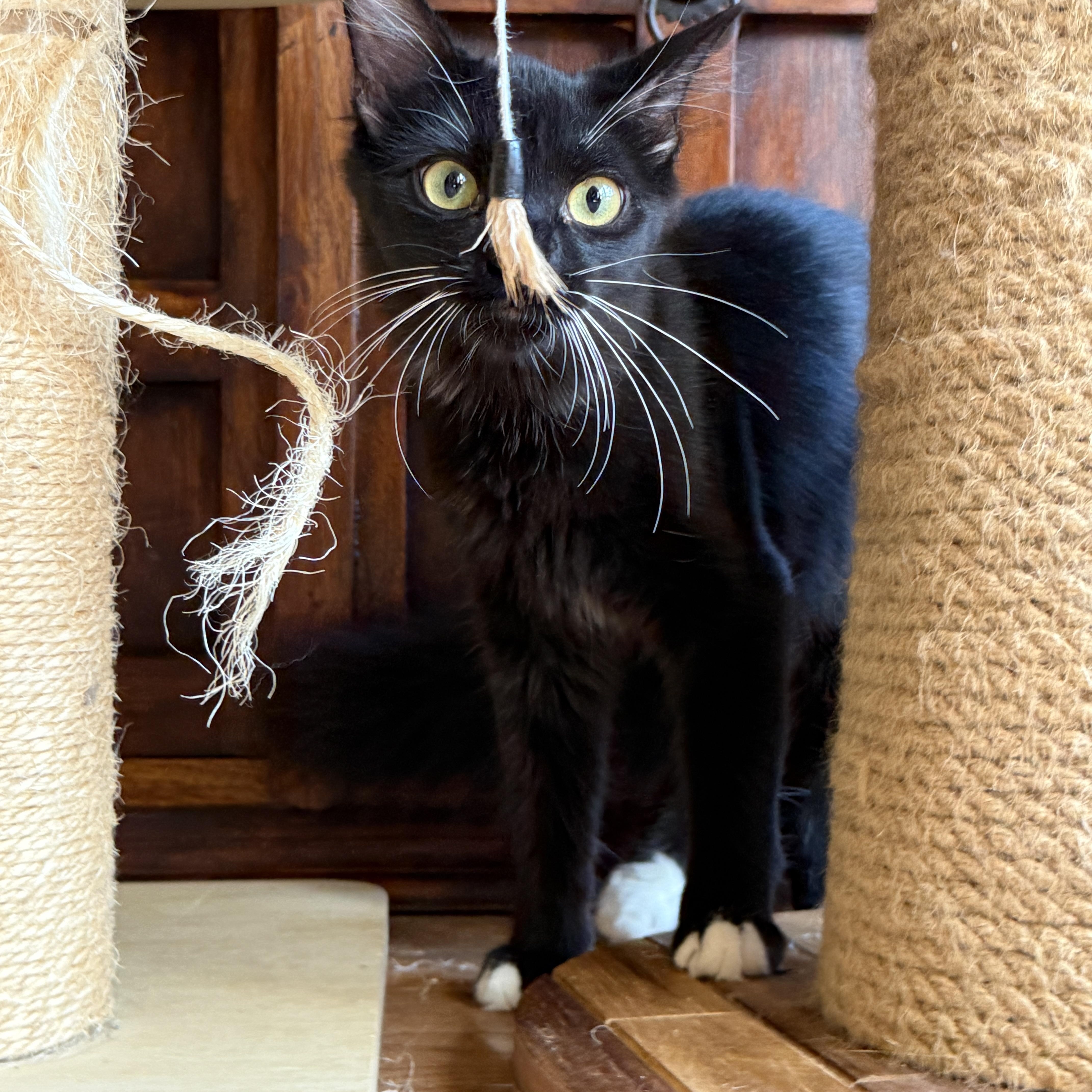 A baby medium-sized male Tuxedo cat named Socks for adoption in Keller, TX
