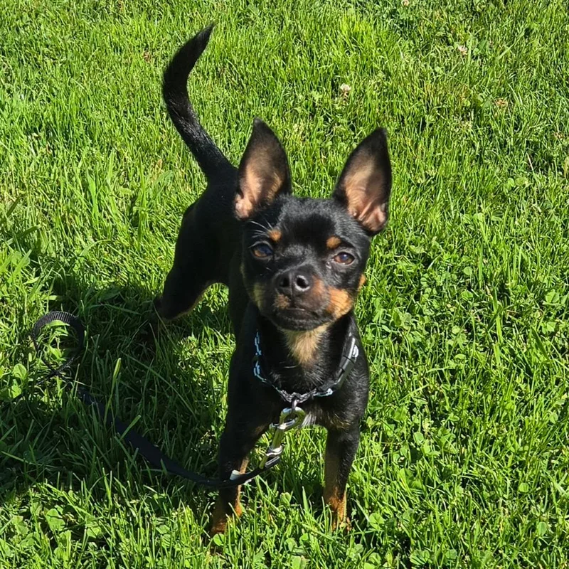 A young small-sized male Chihuahua dog named Knucklehead for adoption in Pacifica, CA