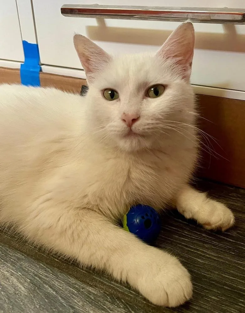 A young medium-sized female White Domestic Short Hair cat named Mama Dahliaphilly Halo Litter for adoption in Telford, PA