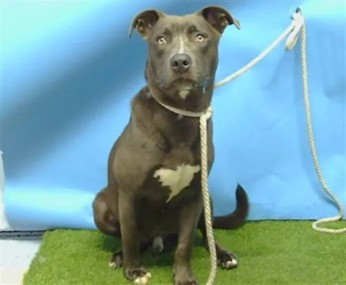 A young large-sized male Labrador Retriever dog named Baloo for adoption in Gardena, CA