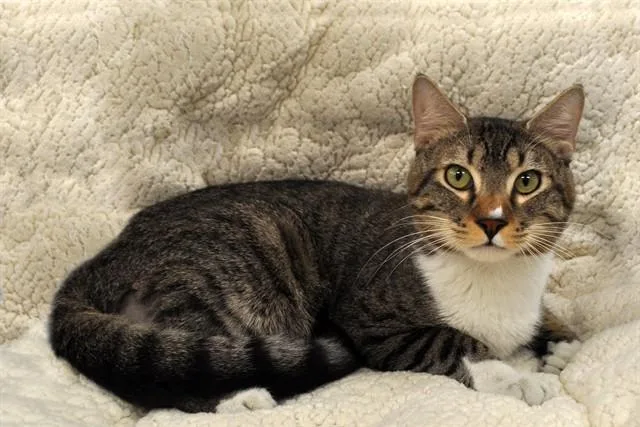 A young medium-sized male Domestic Short Hair cat named Loki for adoption in Naples, FL