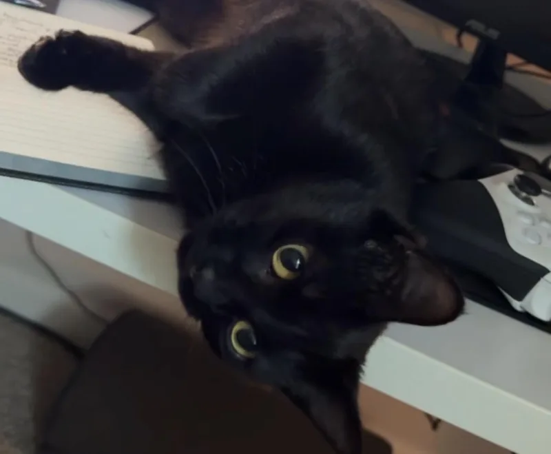 A baby small-sized female Black American Shorthair cat named Shadow for adoption in Angier , NC
