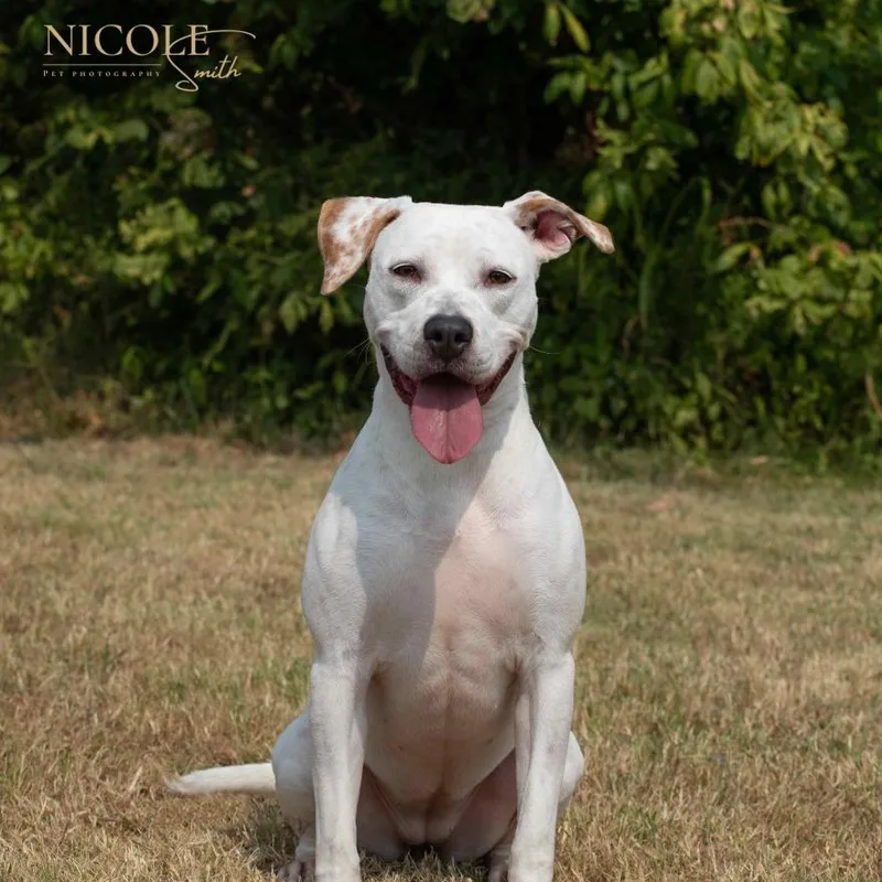 An adult medium-sized female White / Cream Mixed Breed dog named Winter for adoption in Henderson, KY