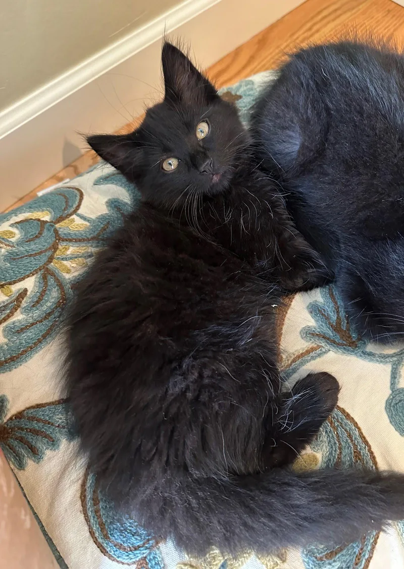 A baby small-sized male Bombay cat named Ruffles for adoption in Walnut Creek, CA