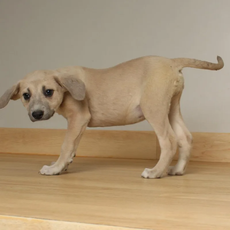 Dobby D