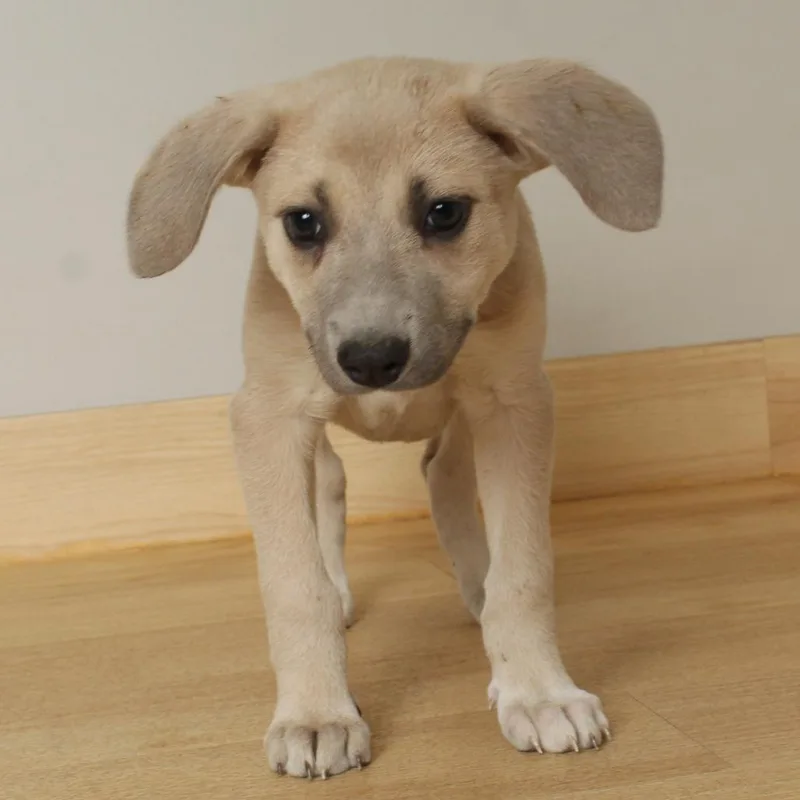 Dobby D thumbnail 2