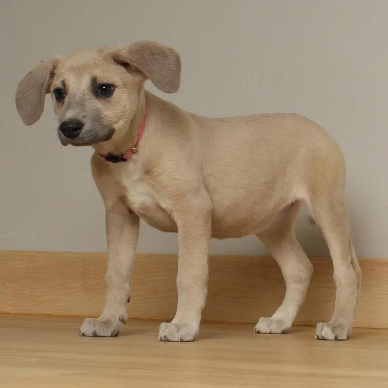 Dobby D thumbnail 3