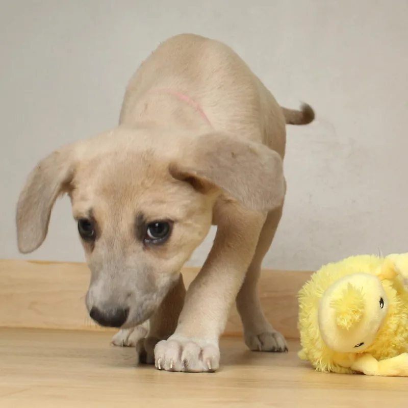 Dobby D thumbnail 4