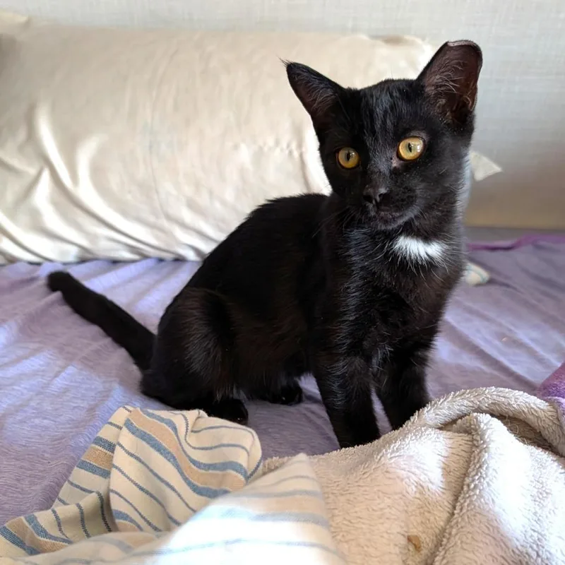 A baby small-sized male Black Domestic Short Hair cat named Hops for adoption in Washoe Valley, NV