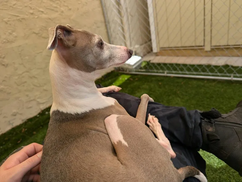 An adult small-sized female Italian Greyhound dog named Berlin Luna for adoption in Sebastian, FL